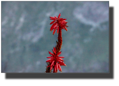 Aloe elgonica flower DSC03957.jpg