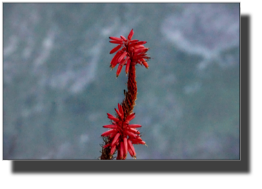 Aloe elgonica flower DSC03957.jpg Aloe elgonica flower DSC03957.jpg