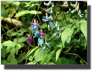 Local flora DSC02108.jpg