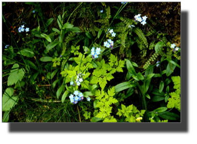 Local flora DSC02109.jpg