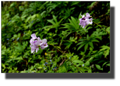 Local flora DSC02111.jpg