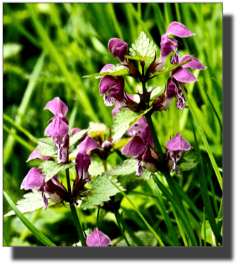 Local flora DSC02112.jpg