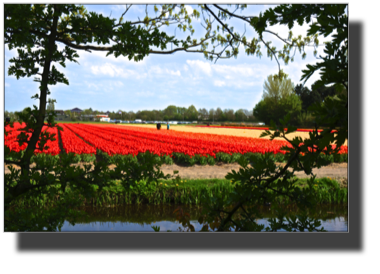 Keukenhof DSC00078.jpg