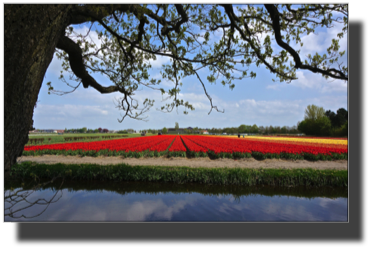 Keukenhof DSC00079.jpg