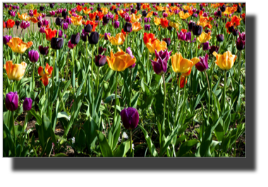 Keukenhof DSC00084.jpg