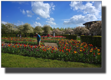 Keukenhof DSC00085.jpg