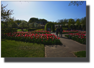 Keukenhof DSC00087.jpg